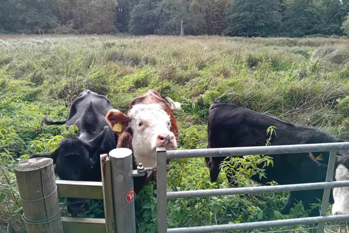 Trio of cows moo-ved to meadow in conservation bid for town