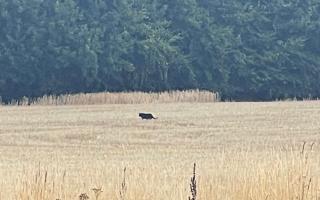 Is there a panther-like big cat roaming Norfolk?