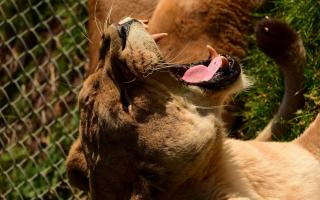 Africa Alive's pride of lions will return this weekend following storm damage that temporarily closed their enclosure