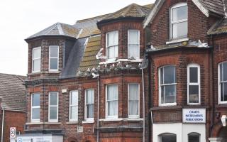 Kittiwakes nesting on buildings in Lowestoft.