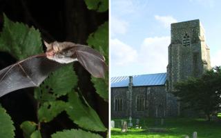 Natterer bat and Saxlingham church