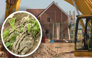 Stone Curlews have thrown doubt over thousands of homes earmarked for development in the Brecks