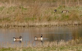 A proposal to create a new wetland in Guist looks set for approval