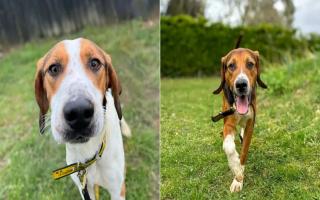 Hickory (left) and Henry (right) are looking for their forever home